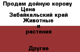 Продам дойную корову › Цена ­ 50 000 - Забайкальский край Животные и растения » Другие животные   